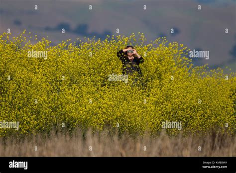 Woman With Smartphone Standing Among Invasive Mustard Plants At