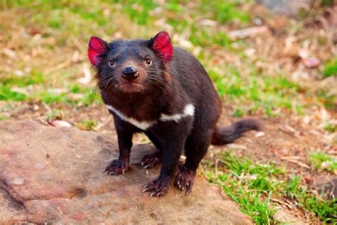 Tasmanian Devil Babies Born First Time In Australia In 3000 Years