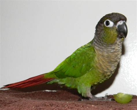 Bathing keeps the feathers glossy and beautiful. Maroon-Bellied Conure Facts, Care as Pets, Housing ...