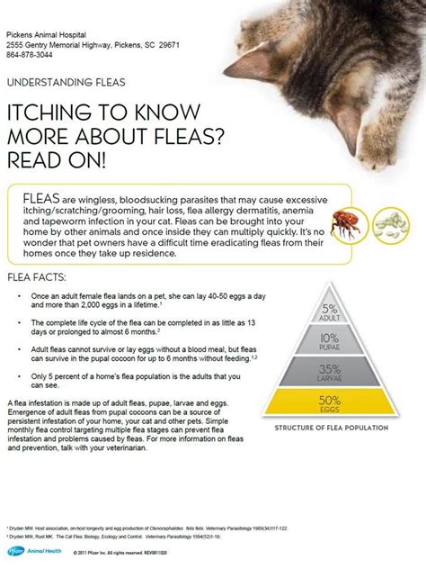 Itching To Know More About Fleas Info For Cat Owners Fleas Animal