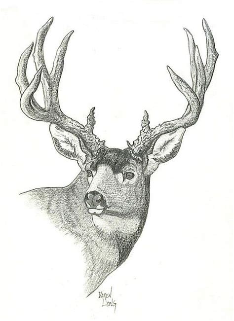 Mule Deer Buck Drawing