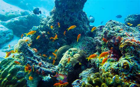 Wallpaper Sea Underwater Fish Nature Animals 1800x1120