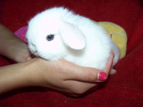 Blue Eyed White Holland Lop Bunny My Love For All Animals