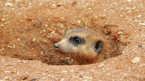 Meerkats Dig New Home In Brevard