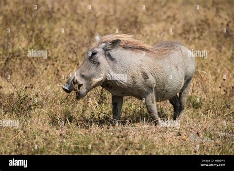 Common Warthog Phacochoerus Africanus Stock Photo Alamy