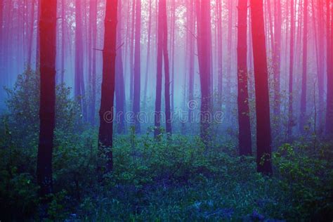 Beautiful Foggy Forest In The Early Morning Stock Photo Image Of
