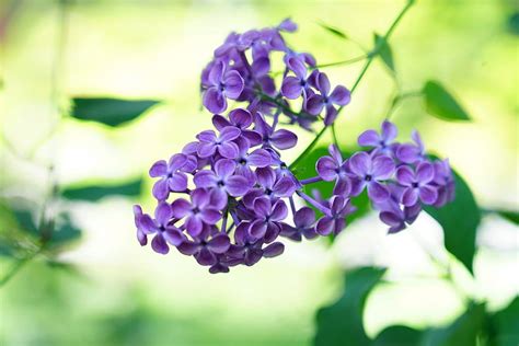 Spring Lilacs Flowers Lilac Branch Spring Hd Wallpaper Pxfuel