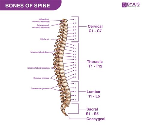 spinal cord vertebral column lumbar vertebrae of huma