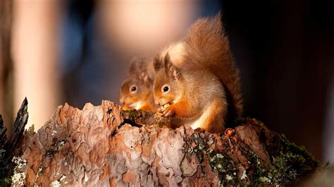 Red Squirrel Wallpapers Wallpaper Cave