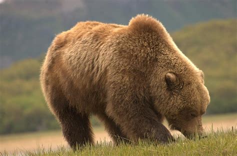 Alaska Kodiak Bear Photograph By Jeffrey Akerson