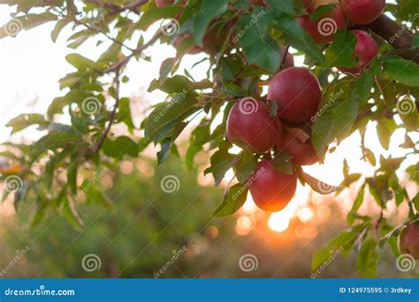 Apple On Trees In Fruit Garden On Sunset Stock Image Image Of Alley