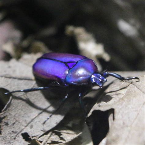 Purple Jewel Beetle