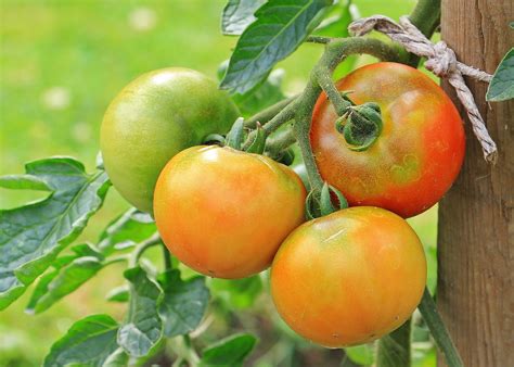 Tomatoes Planting Growing And Harvesting Tomatoes The