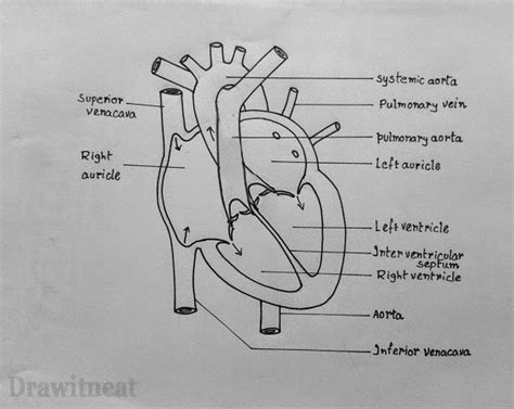 Draw It Neat How To Draw Internal Structure Of Human Heart Easy Version