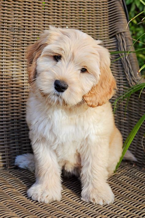 It's free to post an ad. Labradoodle Puppies Breeders Near Me blue bully puppies ...