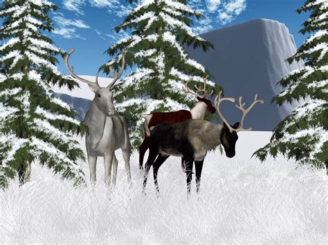 Winter Reindeer Scenery Free Stock Photo Public Domain