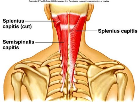 Click now to study the muscles, glands and organs of the neck at kenhub! The Back: Muscles and Spinal Cord - Physician Assistant ...