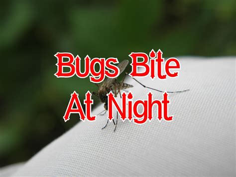 13 Bugs That Bite At Night With Pictures