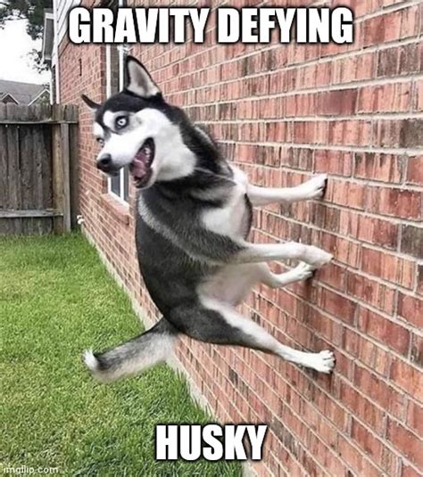 Husky Joke Meme