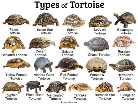 Tortoises Facts And List Of Types With Pictures