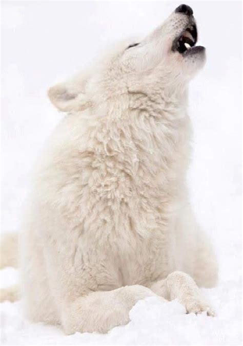 White Wolf Howling Arctic Wolf Animals Beautiful Animals Wild