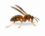 Images of Is A Wasp An Insect