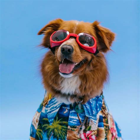 Dogs With Sunglasses