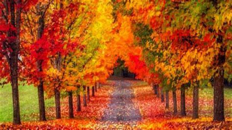 Leaves On Path Between Colorful Autumn Trees Hd Nature Wallpapers Hd