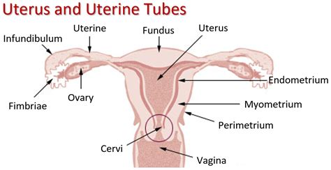 Cervix Position During Ovulation Conception Advice