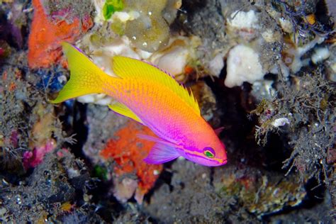 Colorful Marine Life Under The Sea Pinterest