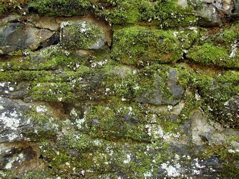Mossy Wall Free Photo Download Freeimages