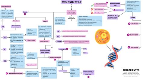 Mapa Conceptual Ciclo Celular