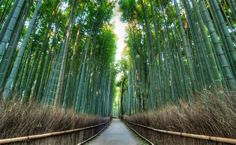 Arashiyama Bamboo Grove Nomadéa Évasion