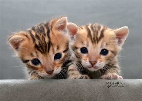P R E C I O U S Little Bengal Babies Bengal Kitten Bengal Kittens
