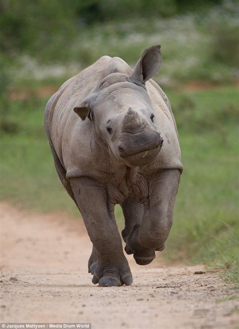 Baby Rhino That Survived Attack On Its Pregnant Mother Is So Happy It