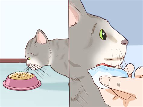 How To Treat Feline Acne 14 Steps With Pictures Wikihow