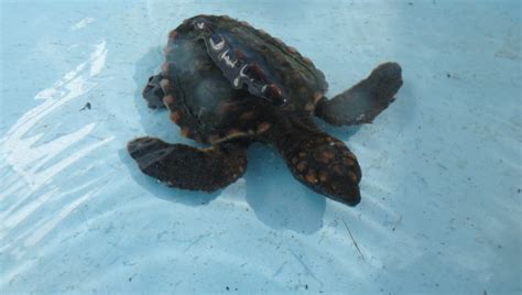 Released The Turtle Hospital Rescue Rehab Release Page