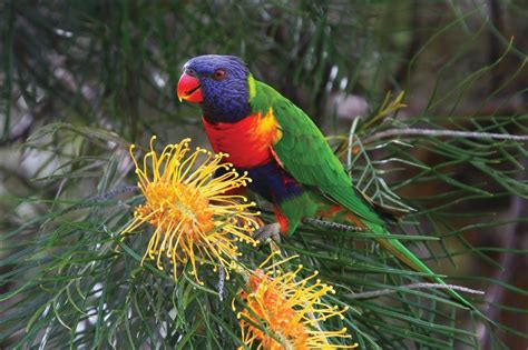 Rainbow Lorikeet Canberra Birds