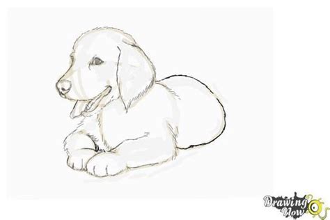 How To Draw A Golden Retriever Puppygolden Retriever Pictures Are Very