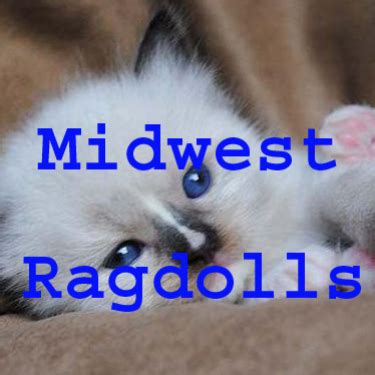 Midwest Ragdolls Online Presentations Channel