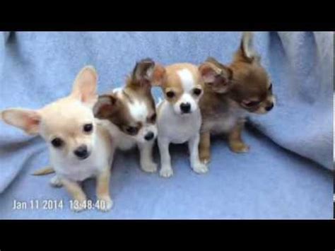 Chiweenie's have a nicer more friendly temperament than the full. Chihuahua puppies for sale in Austin, TX - YouTube
