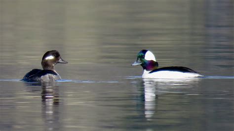 Bufflehead Pair Sambirder06 Flickr