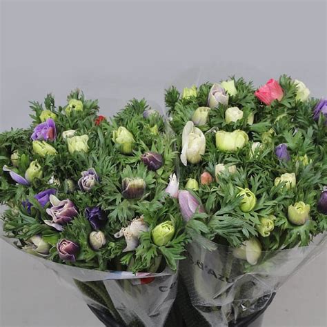 Anemone Pastel Mix 40cm Wholesale Dutch Flowers And Florist Supplies Uk