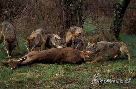 Iberian Wolf Hunting In Spain Ibex Hunt Spain