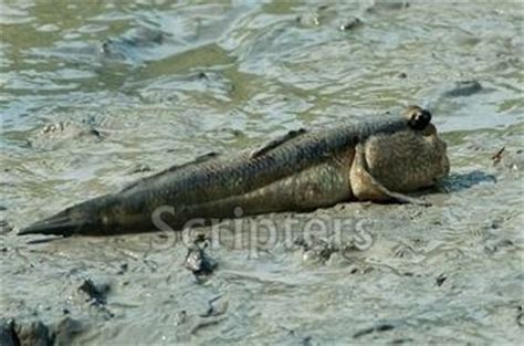 There are 32 living species of mudskipper. Hukum Makan Ikan Tembakul / Ikan Belacak | Scripters News