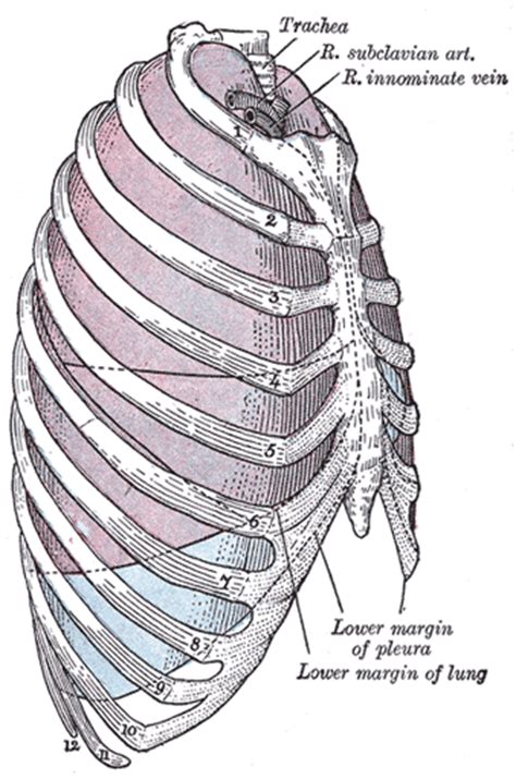 The costotransverse ligaments in human: The Pleuræ - Human Anatomy