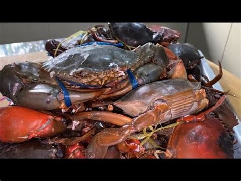 Don't forget to like, comment, share this video! Macam ni cara siang ketam nipah, tindih tudung periuk ...