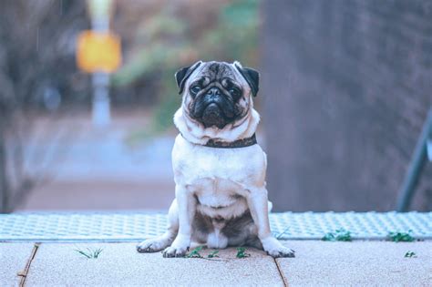 Learn Some Fun Facts About The Pug Dog Including Their Connection To