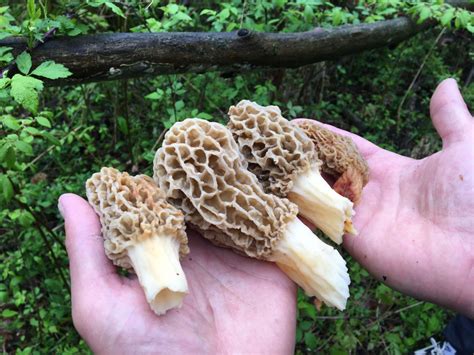 7 best morel mushroom hunting tips as season set to explode in Michigan ...