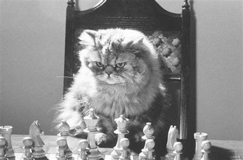 The vet said he probably had heart trouble, but this is the healthiest, most active young cat you've ever seen. 5 Reasons Why Cats Are Amazingly Smart - Mole Empire